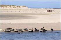 Seehunde beim Sonnenbad auf Norderney.