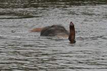 Elefant beim Schnorcheln. African Lion Safari in Cambridge,Ont am 2.10.2010.