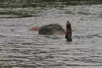 Elefant beim Schnorcheln. African Lion Safari in Cambridge,Ont am 2.10.2010.