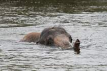 Elefant beim Schwimmen. African Lion Safari in Cambridge,Ont am 2.10.2010.