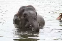 Warten, dass man wieder aus dem Wasser darf. African Lion Safari in Cambridge,Ont am 2.10.2010.