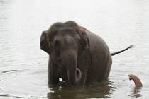 Warten, und Spielen. African Lion Safari in Cambridge,Ont am 2.10.2010.