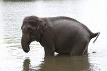 In der grten Not mu man halt ins Wasser machen. African Lion Safari in Cambridge,Ont am 2.10.2010.

