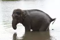 In der gr��ten Not mu� man halt ins Wasser machen. African Lion Safari in Cambridge,Ont am 2.10.2010.

