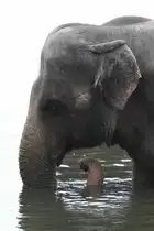 Elefant beim Baden. African Lion Safari in Cambridge,Ont am 2.10.2010.