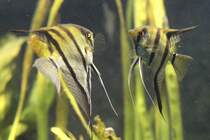 Spiegelbild oder zwei Segelflosser oder Skalare (Pterophyllum scalare). Leipziger Zoo am 26.6.2010.

