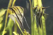 Spiegelbild oder zwei Segelflosser oder Skalare (Pterophyllum scalare). Leipziger Zoo am 26.6.2010.
