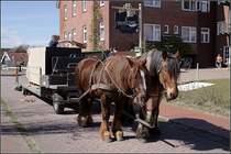 Auf der autofreien ostfriesischen Insel Baltrum werden Pferde immer noch zum Warentransport eingesetzt.