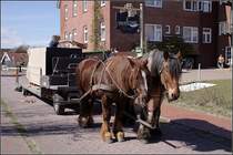 Auf der autofreien ostfriesischen Insel Baltrum werden Pferde immer noch zum Warentransport eingesetzt.
