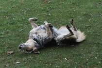 Das Hten der Elefanten scheint dieser Australian Cattle Dog nicht so ernst zu nehmen. African Lion Safari in Cambridge,Ont am 2.10.2010.