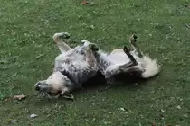 Das H�ten der Elefanten scheint dieser Australian Cattle Dog nicht so ernst zu nehmen. African Lion Safari in Cambridge,Ont am 2.10.2010.