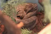 Gartenboa (Corallus hortulanus) am 3.10.2010 im Bird Kingdom in Niagara Falls,Ont.