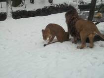 Malik und Kimba am 26.01.2011 im Chemnitzer Tierpark.
