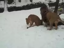 Malik und Kimba am 26.01.2011 im Chemnitzer Tierpark.