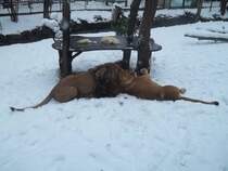 Malik und Kimba am 26.01.2011 im Chemnitzer Tierpark.