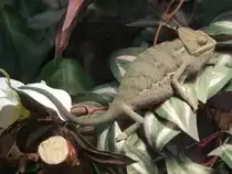 Jemen-Chameleon am 27.01.2011 in der Galerie Roter Turm Chemnitz