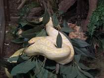 Tigerpython am 27.01.2011 in der Galerie Roter Turm Chemnitz.