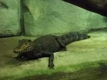 Glattstirn-Brauen-Kaiman am 28.01.2011 im Chemnitzer Tierpark