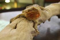Streifenkpfige Bartagame (Pogona vitticeps) wartet geduldug auf Streicheleinlagen. Bird Kingdom in Niagara Falls am 3.10.2010.