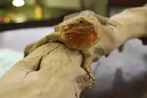 Streifenk�pfige Bartagame (Pogona vitticeps) wartet geduldug auf Streicheleinlagen. Bird Kingdom in Niagara Falls am 3.10.2010.