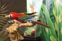 Hellroter Ara (Ara macao) beim Fotoshooting. Bird Kingdom in Niagara Falls am 3.10.2010.