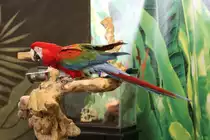 Hellroter Ara (Ara macao) beim Fotoshooting. Bird Kingdom in Niagara Falls am 3.10.2010.