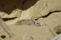 ich will nur hier liegen... Aufgenommen am 31.08.2009, Zoo Hannover.