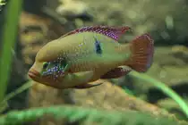 Lifalilis Buntbarsch (Hemichromis lifalili) am 26.6.2010 im Leipziger Zoo.