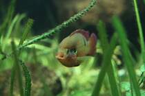 Lifalilis Buntbarsch (Hemichromis lifalili) am 26.6.2010 im Leipziger Zoo.