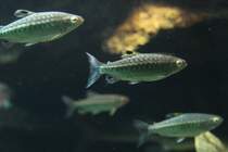 Afrikanische Groschuppensalmler (Arnoldichthys spilopterus) am 26.6.2010 im Leipziger Zoo.

