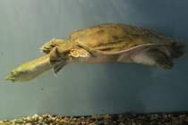 Chinesische Weichschildkrte (Pelodiscus sinensis) am 3.10.2010 im Bird Kingdom in Niagara Falls,Ont.

