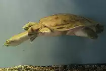 Chinesische Weichschildkr�te (Pelodiscus sinensis) am 3.10.2010 im Bird Kingdom in Niagara Falls,Ont.
