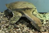 Chinesische Weichschildkrte (Pelodiscus sinensis) am 3.10.2010 im Bird Kingdom in Niagara Falls,Ont.