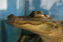 Mississippi-Alligator (Alligator mississippiensis) am 3.10.2010 im Bird Kingdom in Niagara Falls,Ont. 
