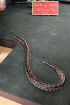 Dunkler Tigerpython (Python molurus bivittatus) am 3.10.2010 im Bird Kingdom in Niagara Falls,Ont. Diese Schlange luft frei herum und kann unter Aufsicht angefasst werden.