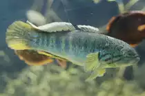 Violettgepunktete Schl�fergrundel (Mogurnda adspersa) am 26.6.2010 im Leipziger Zoo.