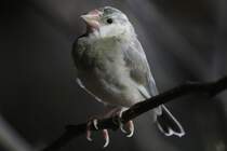 Reisfink (Padda oryzivora) am 3.10.2010 im Bird Kingdom in Niagara Falls.