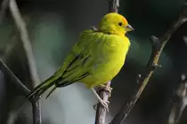 Goldweber (Ploceus subaureus) am 3.10.2010 im Bird Kingdom in Niagara Falls,Ont.
 
