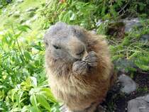 Das Murmeltier ist gerade beim fressen einer Erdnuss beschftigt