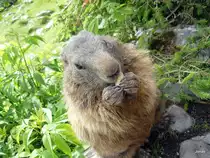 Das Murmeltier ist gerade beim fressen einer Erdnuss besch�ftigt