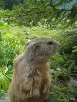 Ein Murmeltier am Dachstein in �sterreich (am 9.7.09)
