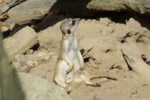 hmm... zu dem Bild f�llt mir kein schmeichelhafter Titel ein ;) Aufgenommen am 31.08.2009, Zoo Hannover.