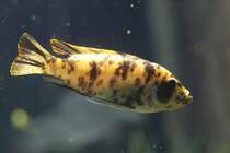 Pseudotropheus zebra  OB  morph (Masken-Tigerbarsch) am 26.6.2010 im Leipziger Zoo.
