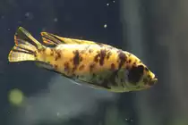 Pseudotropheus zebra  OB  morph (Masken-Tigerbarsch) am 26.6.2010 im Leipziger Zoo.