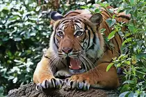 Indochinesischer Tiger