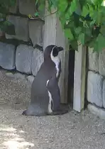 Er steht geduldig vor der Haust�r seines Freundes und wartet: Pinguin im Luisenpark Mannheim (26.05.05) 