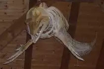 Das war mal ein Wal (unbekannt welche Art), jetzt h�ngt er an der Decke des Heimatmuseums auf Borkum (07.08.07)