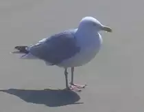 M�ve am Strand von Borkum (11.08.10)