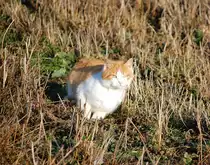 Flucht oder nicht Flucht war hier die Frage.
Nach der Aufnahme ist die Mieze abgehauen.
(05.02.2011)
