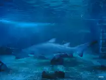 Ein Sandhai schwimmt vorbei